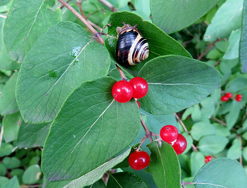 Lonicera canadensis (American fly-honeysuckle) (alternate view 8)