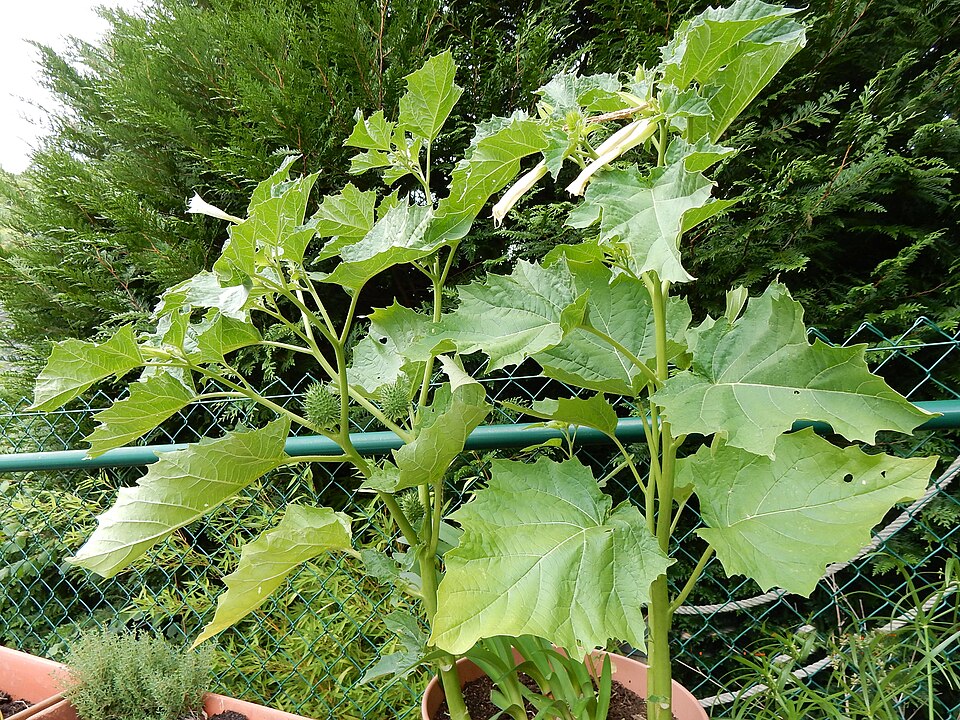 Datura stramonium (jimsonweed)