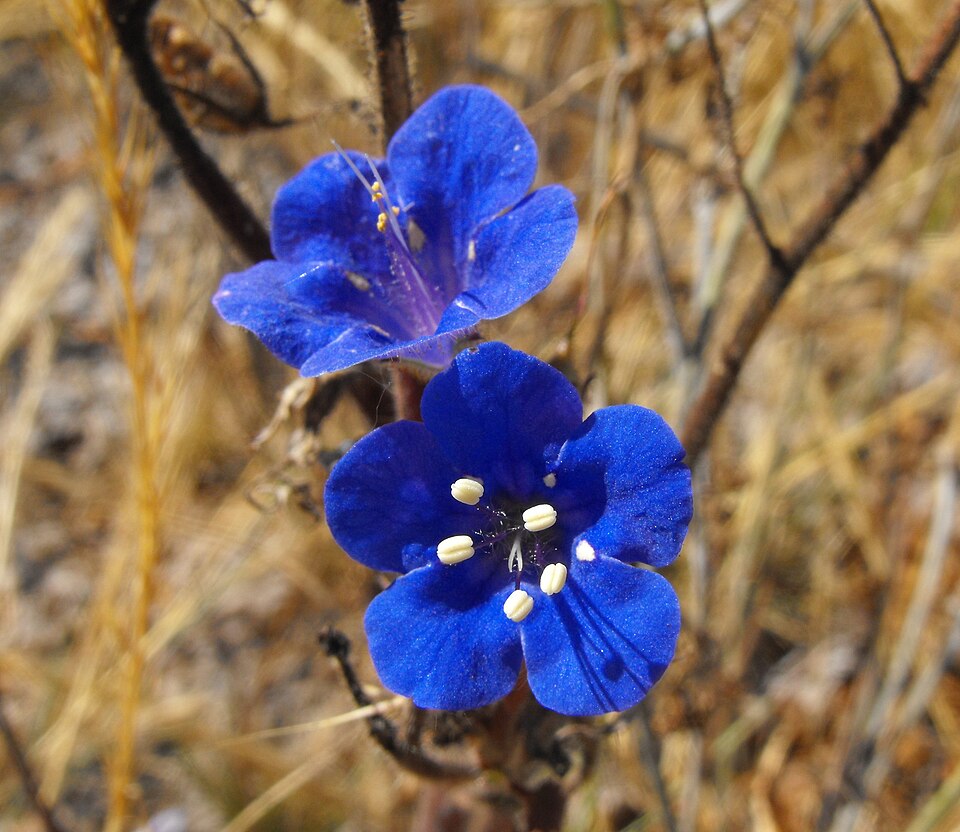 Phacelia parryi (Parry's phacelia) (alternate view 6)