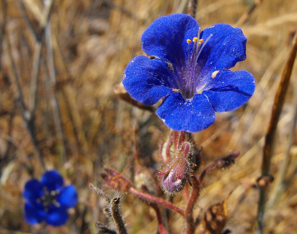 Phacelia parryi (Parry's phacelia) (alternate view 7)