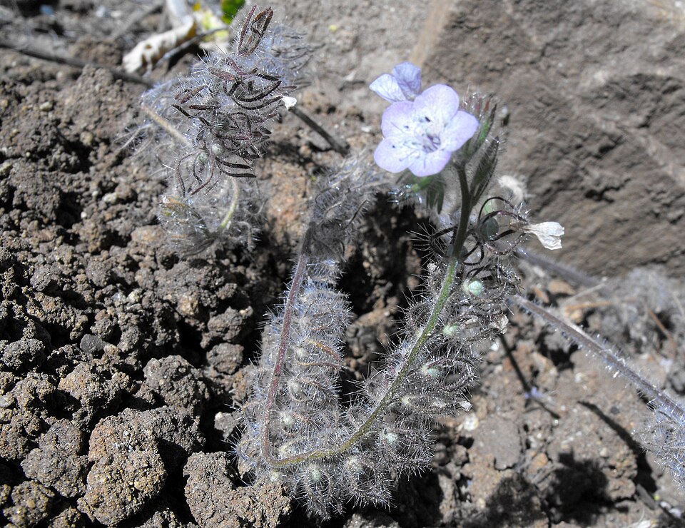 Phacelia cicutaria (caterpillar scorpionweed) (alternate view 2)