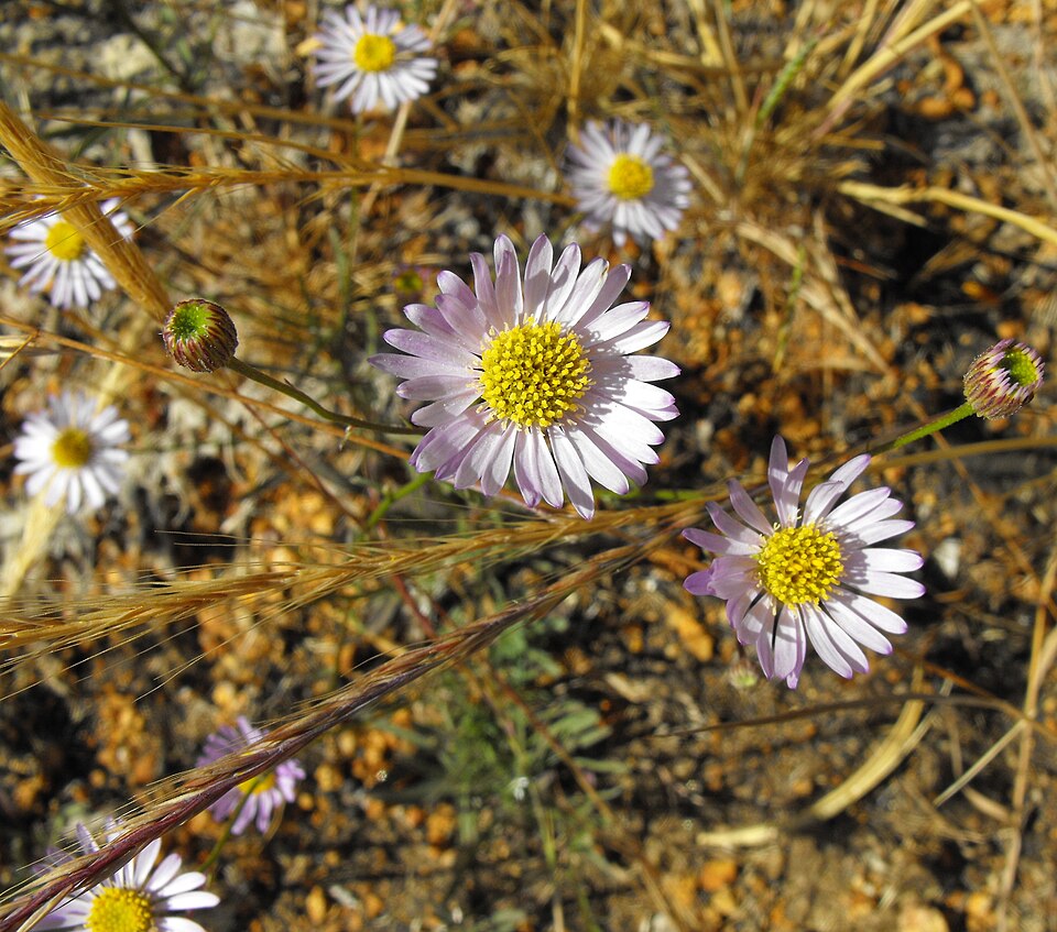Erigeron foliosus (Leafy Fleabane) (alternate view 6)