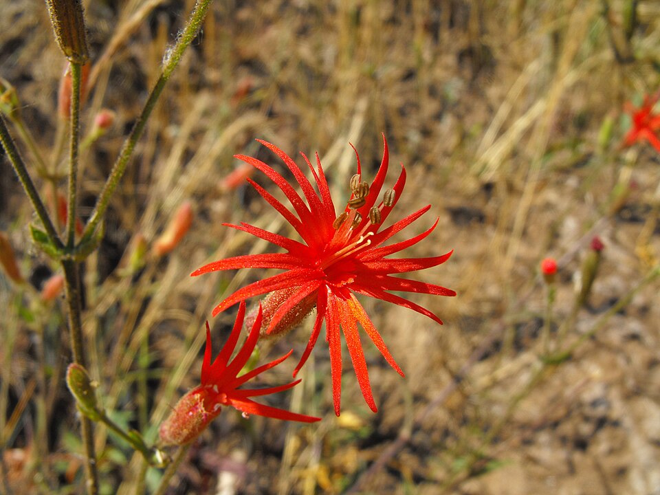 Silene laciniata (cardinal catchfly) (alternate view 6)