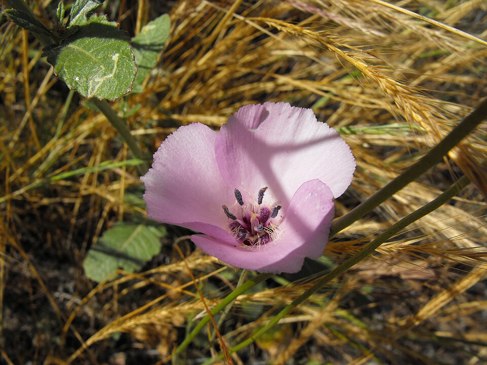 Calochortus splendens (Splendid Mariposa Lily)