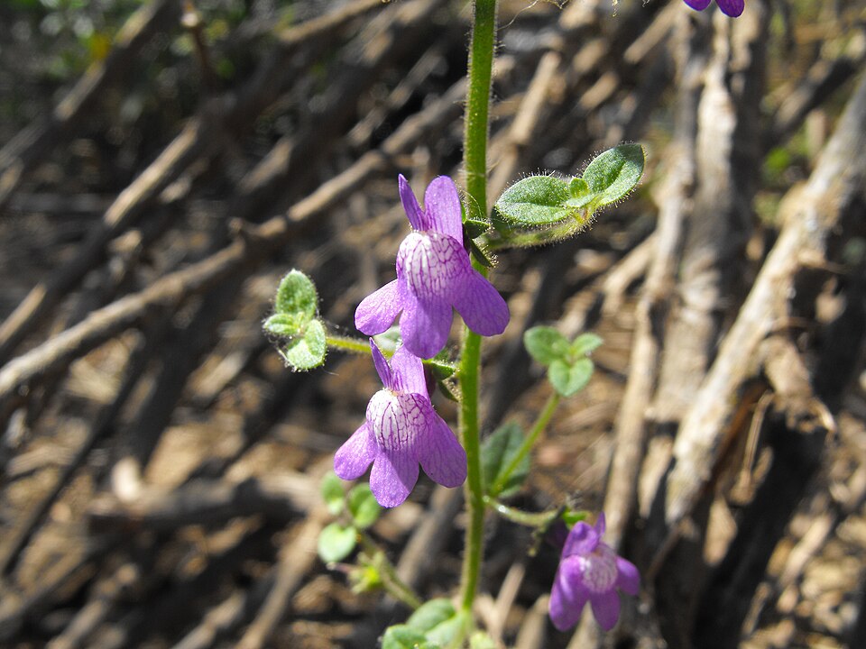 Sairocarpus nuttallianus (Nuttall's Snapdragon)