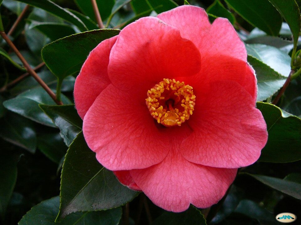 Camellia japonica (Japanese camellia) (alternate view 14)