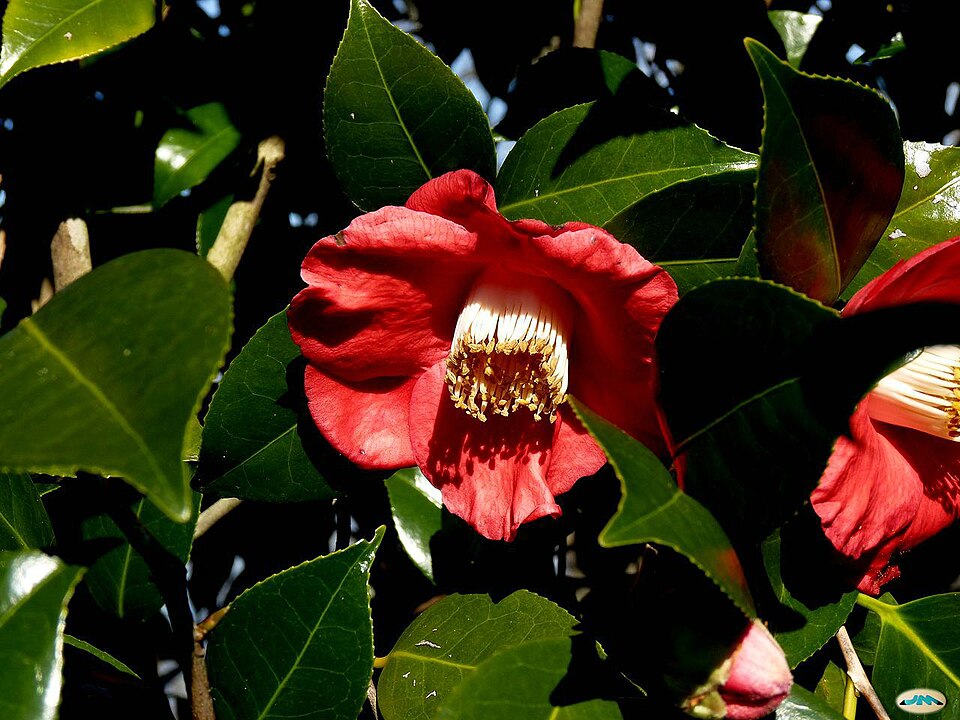 Camellia japonica (Japanese camellia) (alternate view 15)