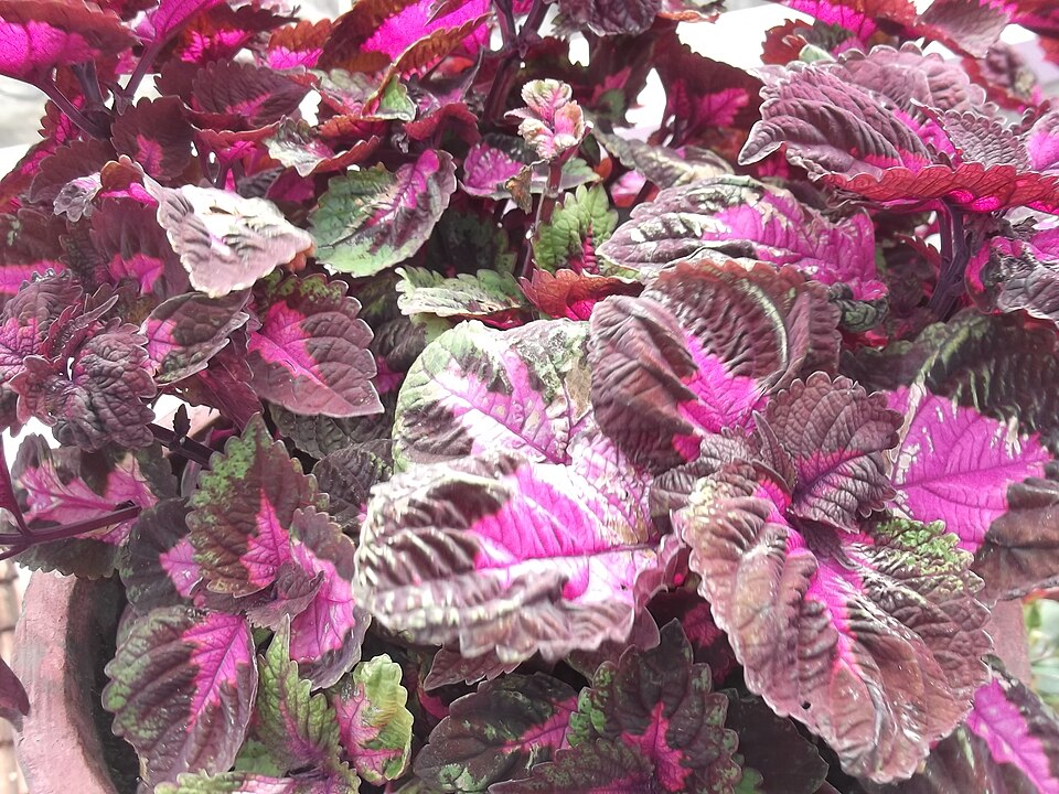 Coleus scutellarioides (Coleus) (alternate view 5)