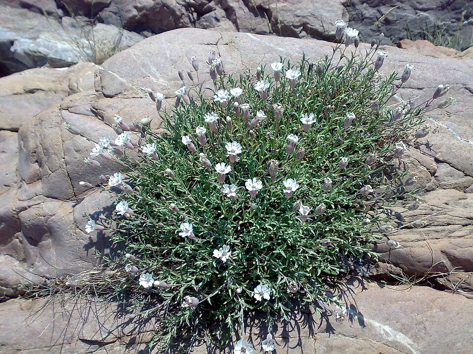 Silene uniflora (Sea Campion)