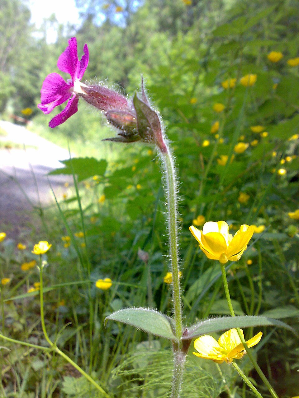 Silene dioica (red campion)