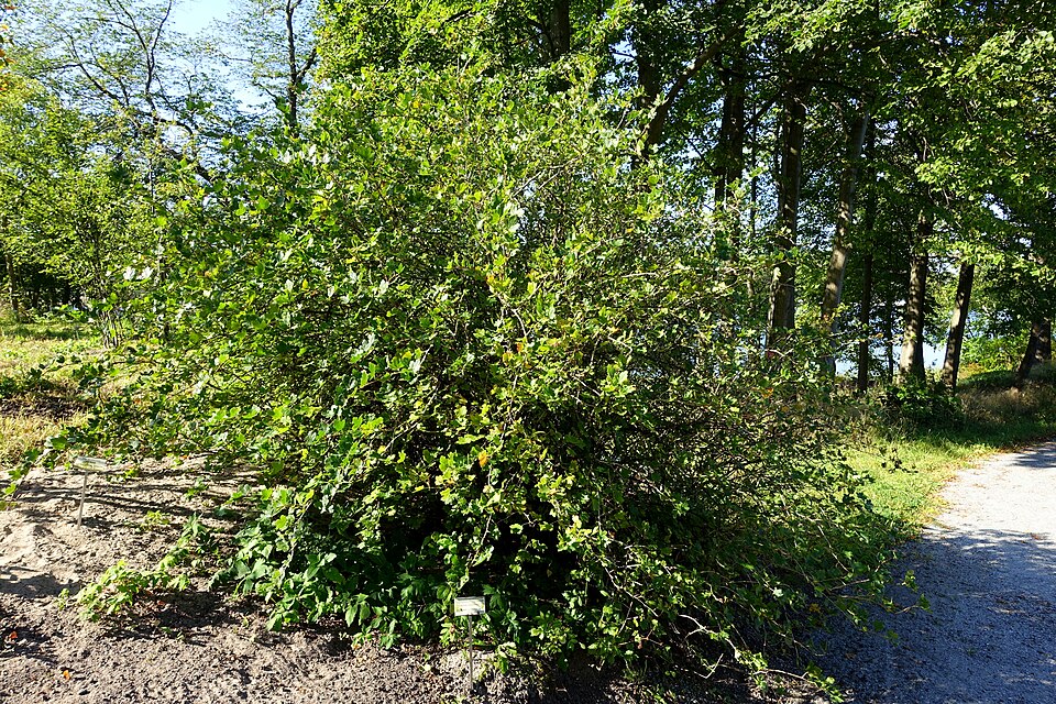 Hydrophyllum virginianum (Virginia waterleaf)