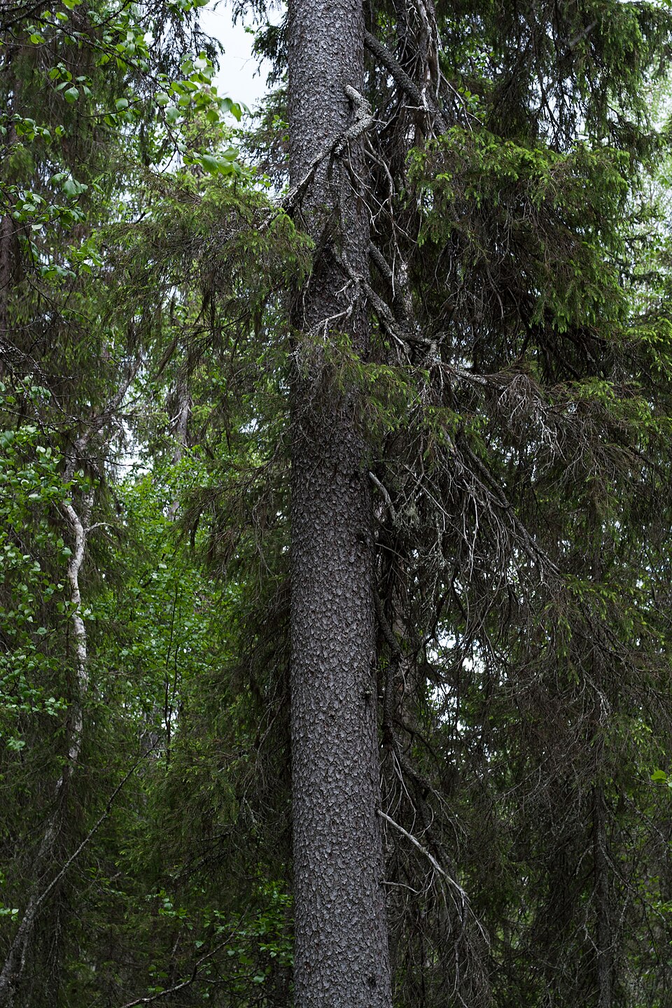 Picea abies (Norway Spruce) (alternate view 7)