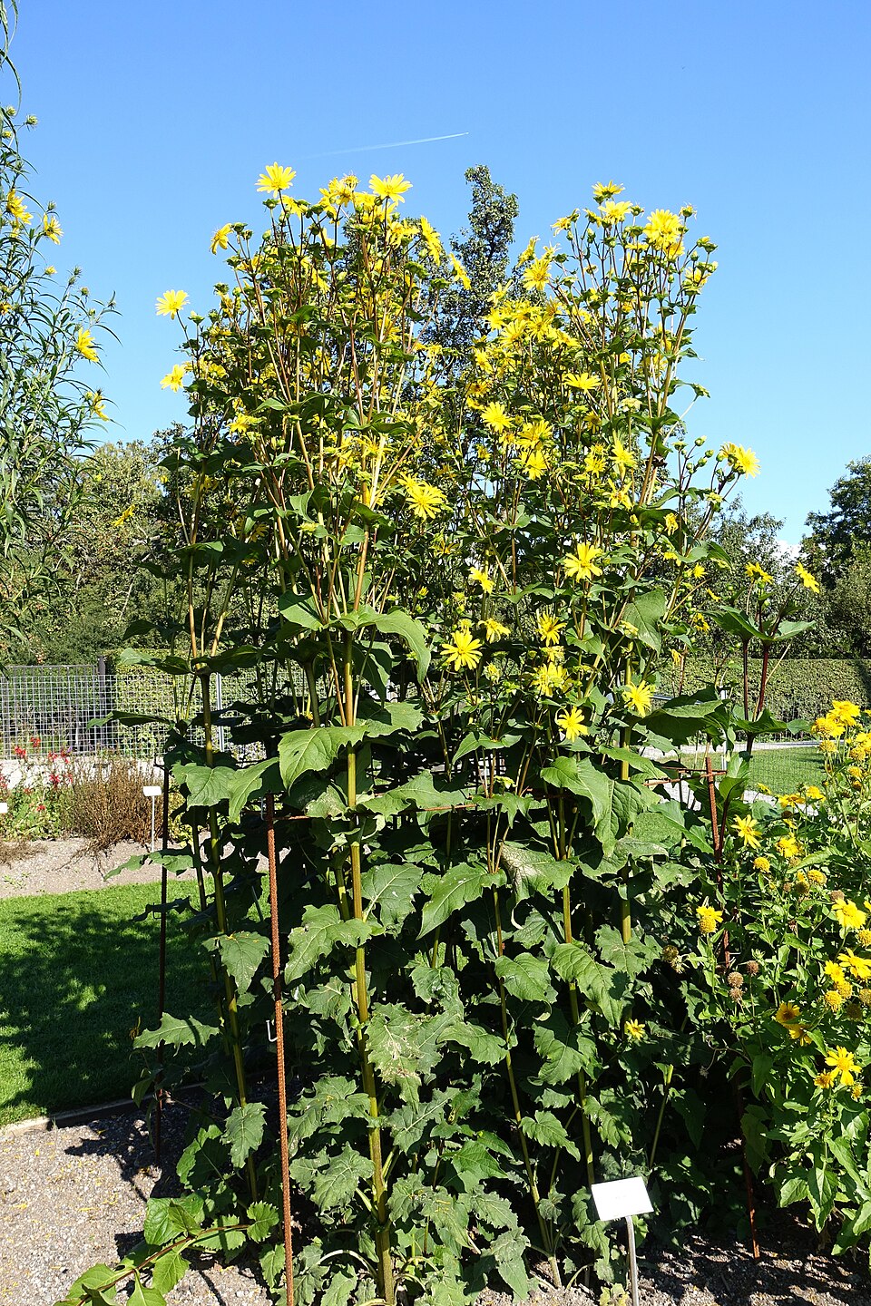 Silphium perfoliatum (cup plant)