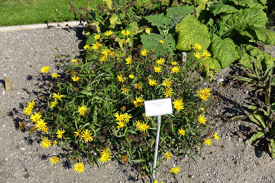 Buphthalmum salicifolium (Willowleaf Ox-eye) (alternate view 10)
