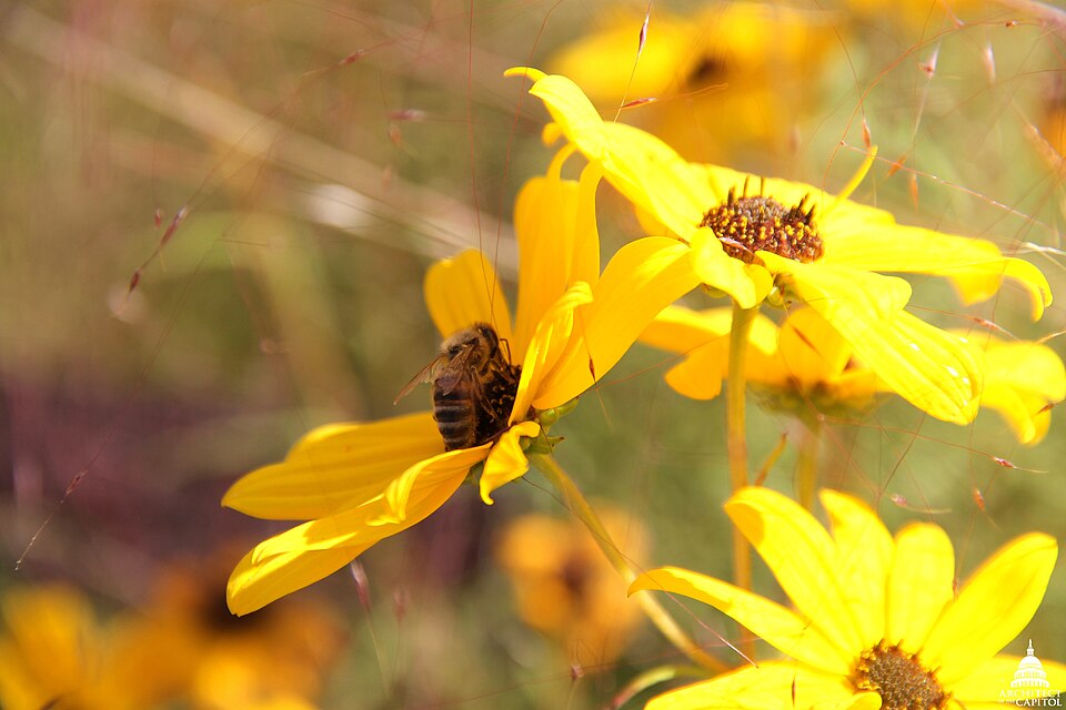 Helianthus angustifolius (Swamp Sunflower) (alternate view 7)