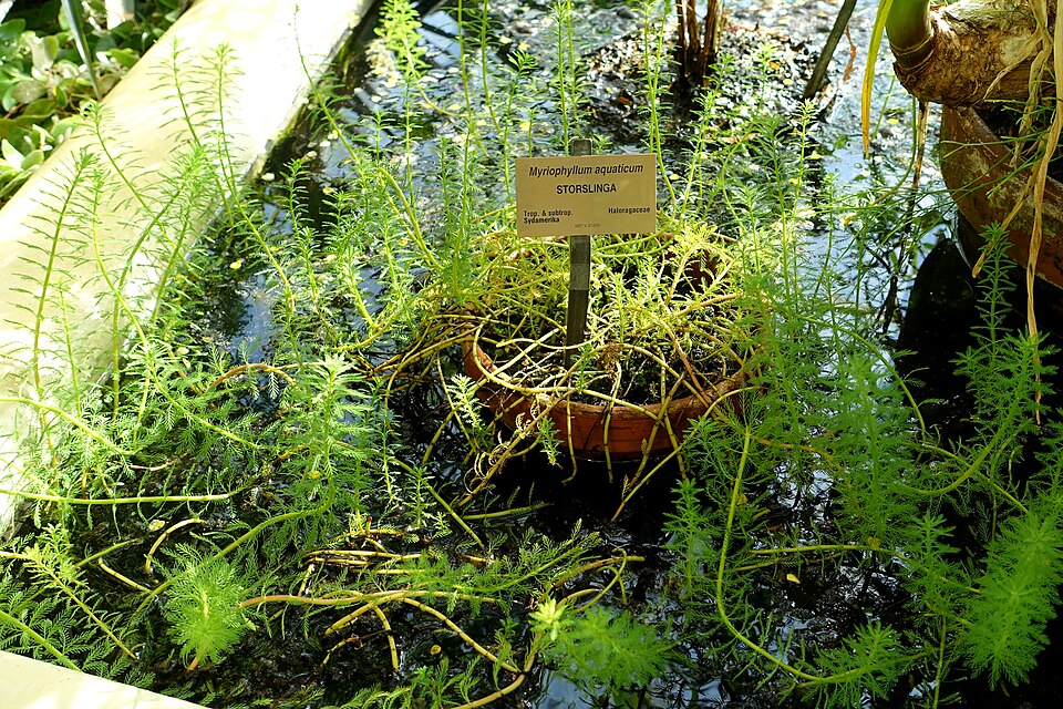 Myriophyllum aquaticum (parrotfeather) (alternate view 8)