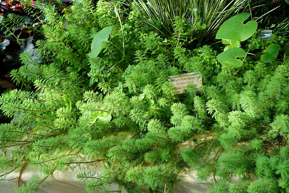 Myriophyllum aquaticum (parrotfeather) (alternate view 9)