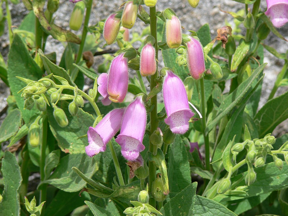 Digitalis thapsi (Spanish Foxglove) (alternate view 5)