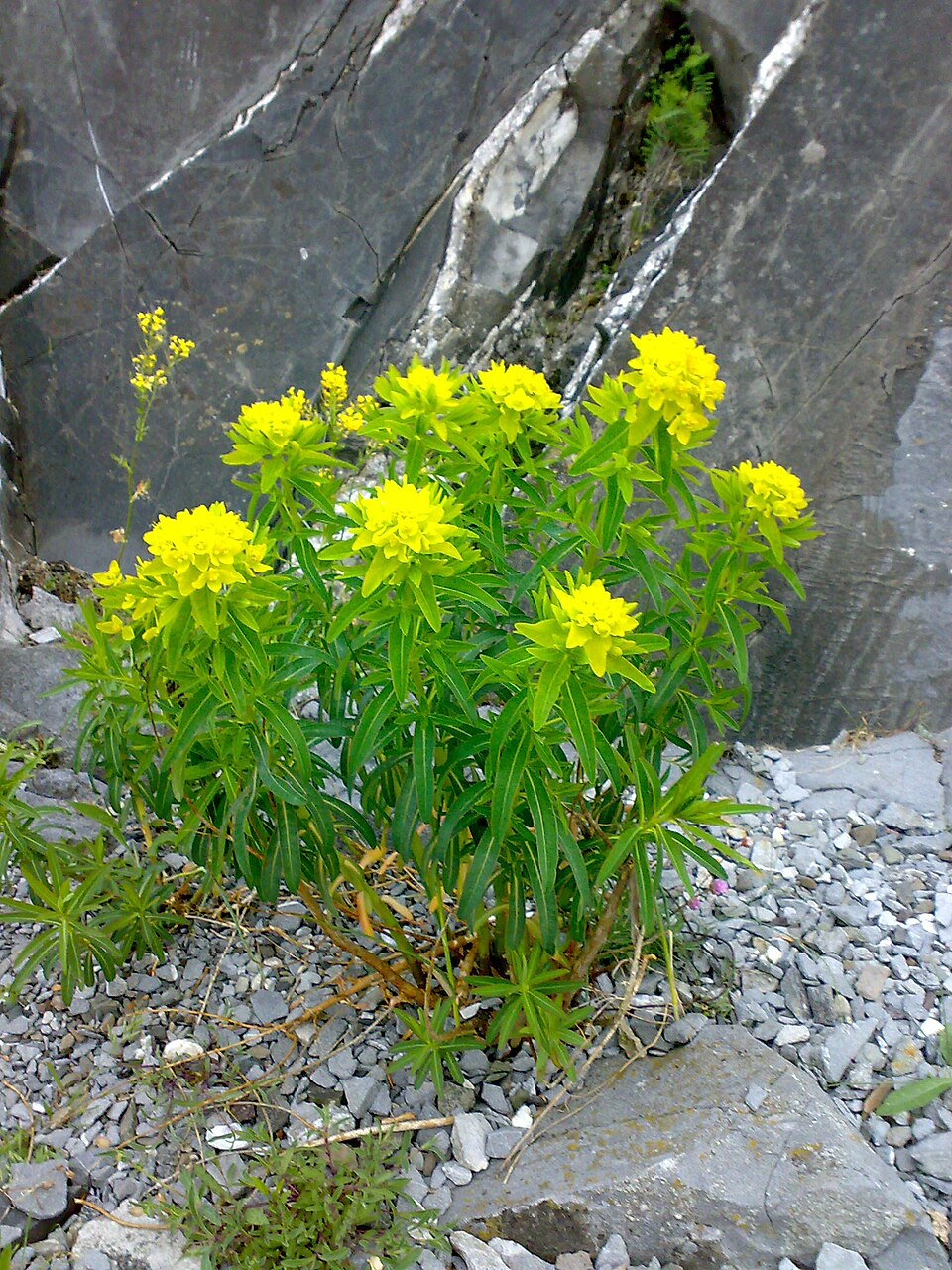 Euphorbia palustris (alternate view 10)
