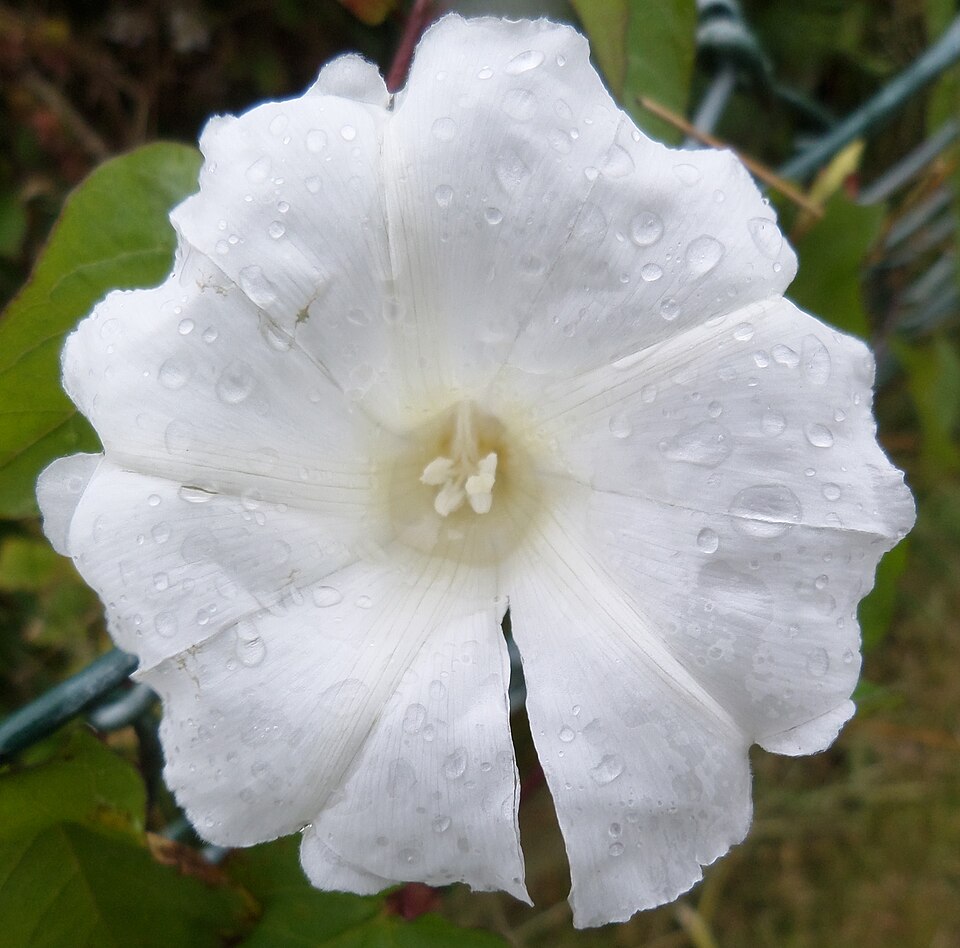 Calystegia silvatica (large bindweed)