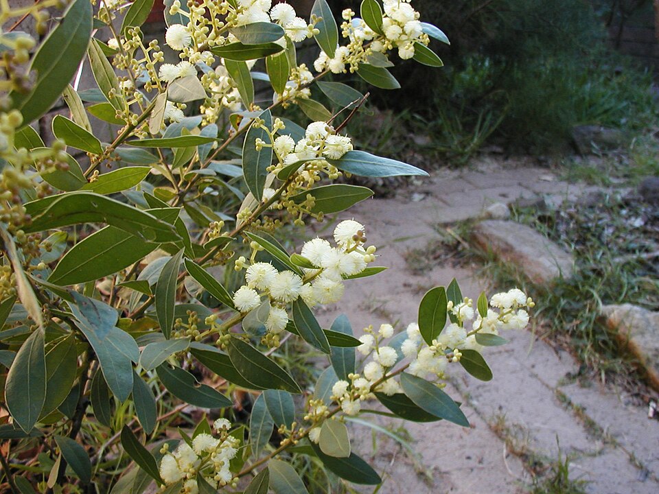 Acacia myrtifolia (Myrtle Wattle)