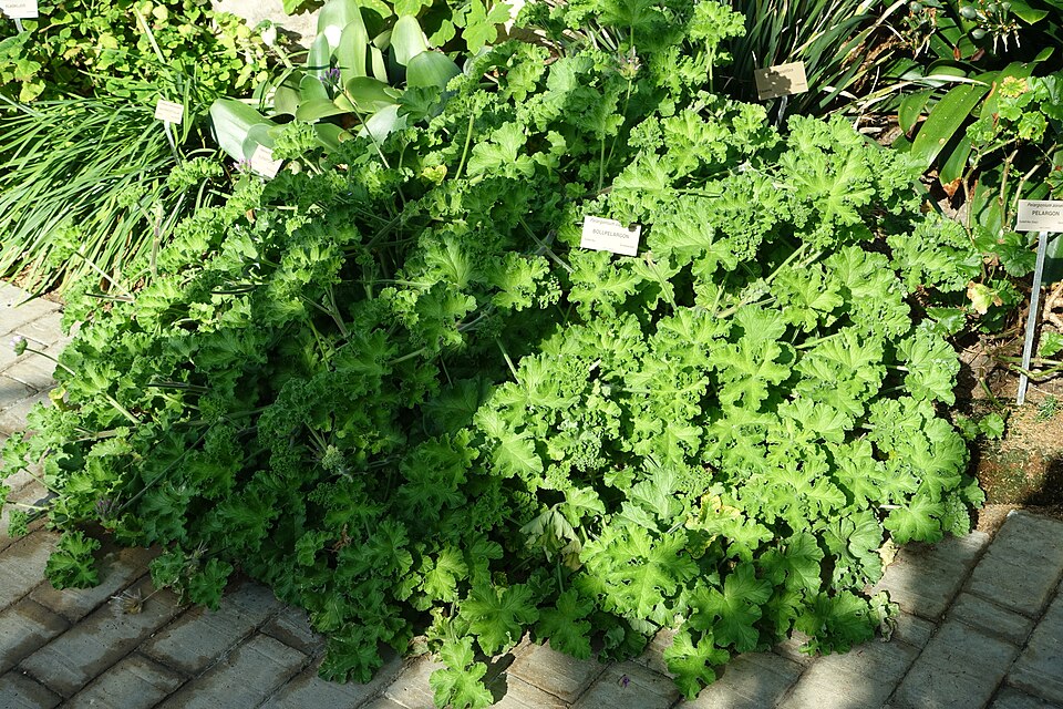 Pelargonium capitatum (rose-scented geranium) (alternate view 9)