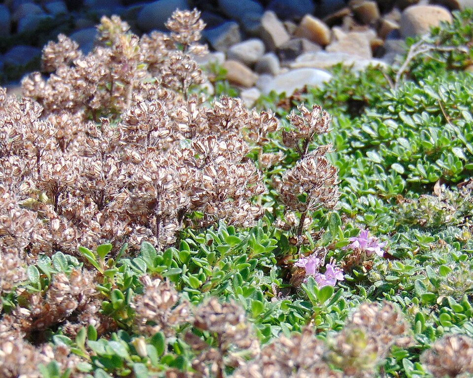 Thymus serpyllum 'Elfin' (Elfin Creeping Thyme) (alternate view 5)