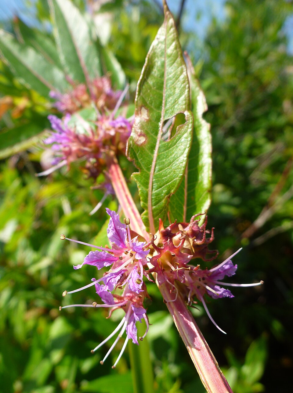 Decodon verticillatus (swamp loosestrife) (alternate view 9)