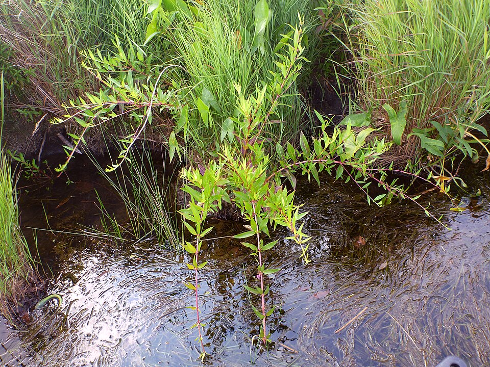 Decodon verticillatus (swamp loosestrife) (alternate view 10)