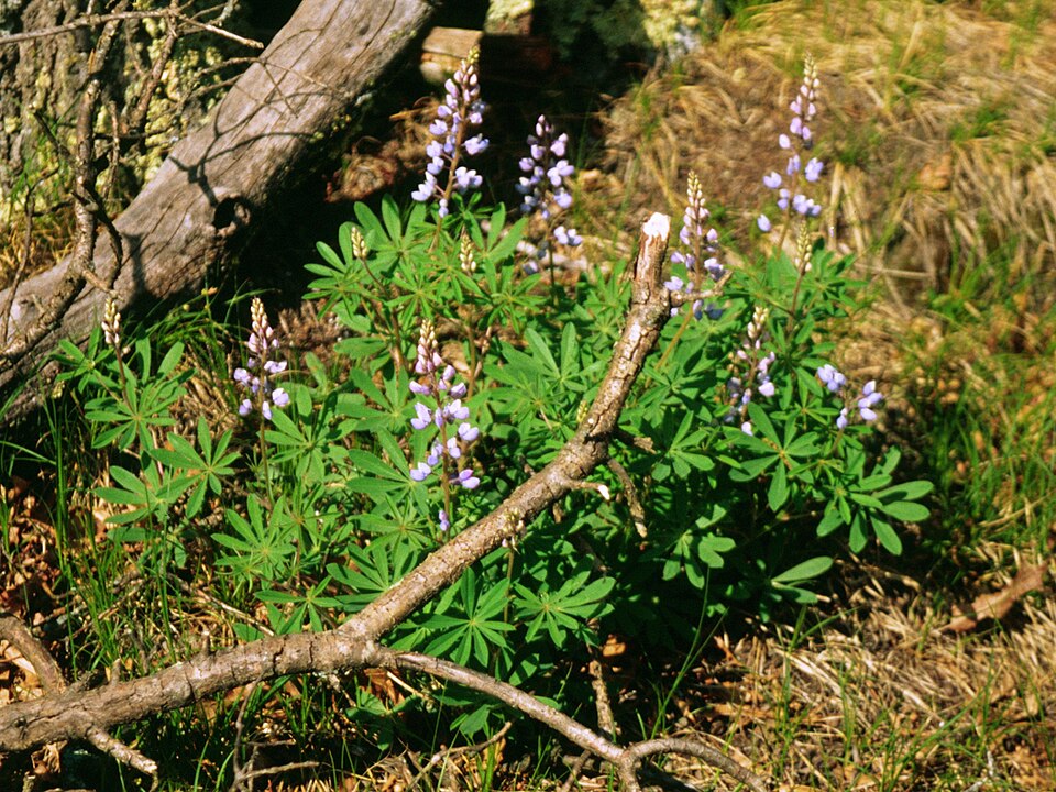 Lupinus perennis (Sundial Lupine) (alternate view 9)
