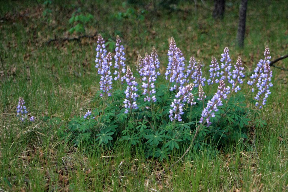 Lupinus perennis (Sundial Lupine) (alternate view 10)