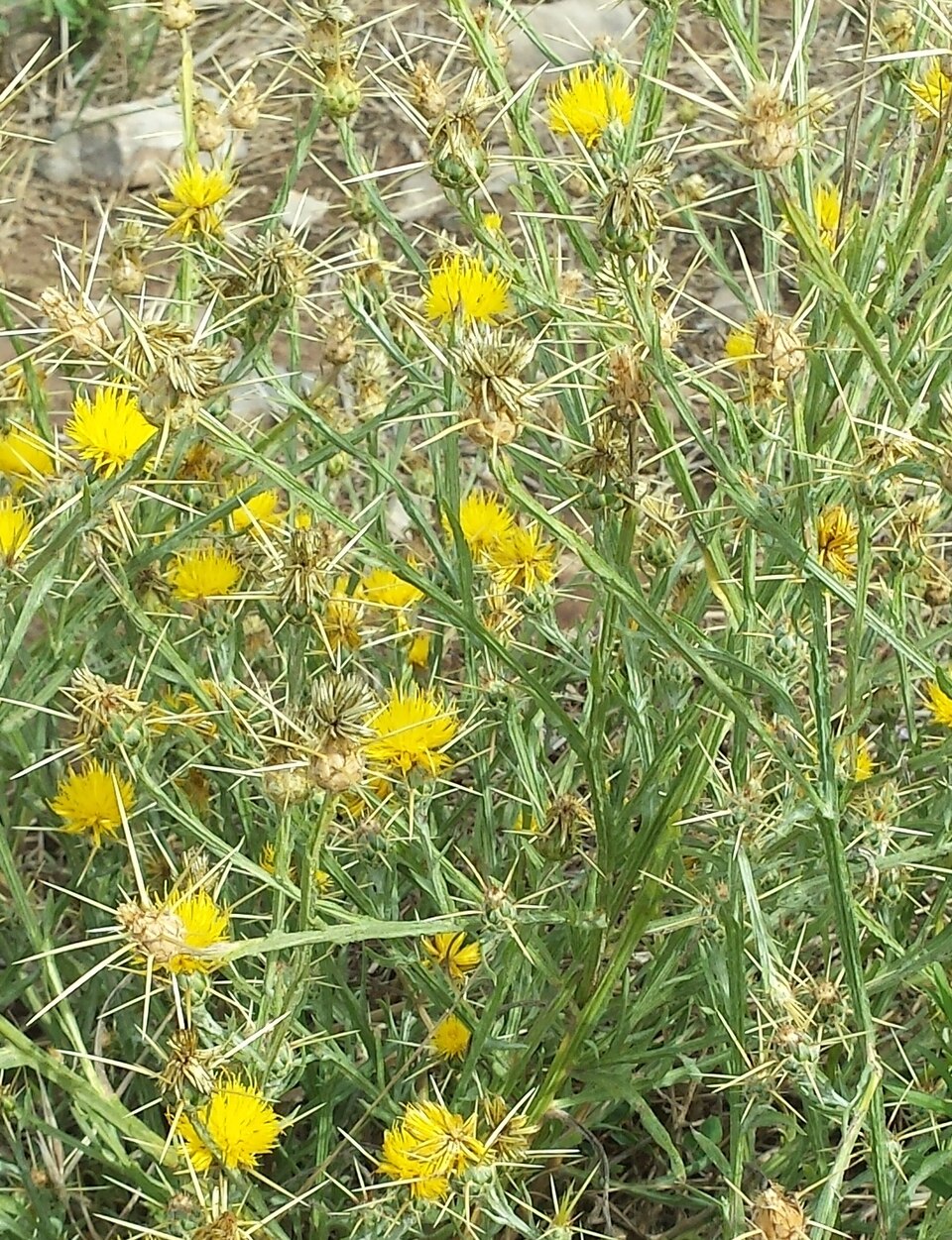 Centaurea solstitialis (Yellow Star-Thistle) (alternate view 2)