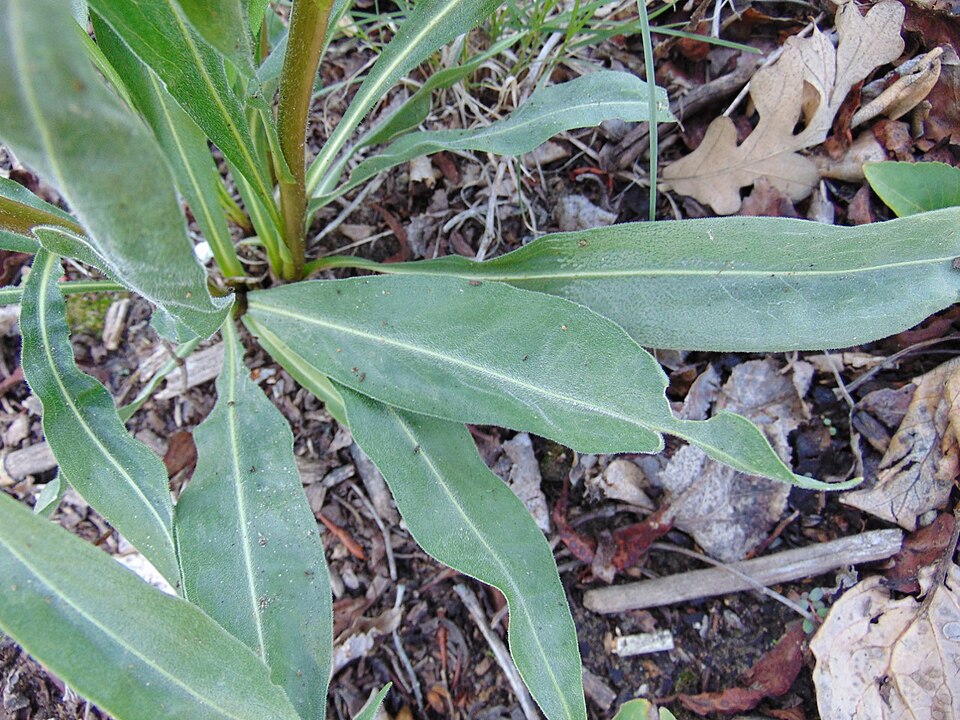 Liatris ligulistylis (Meadow Blazing Star) (alternate view 6)