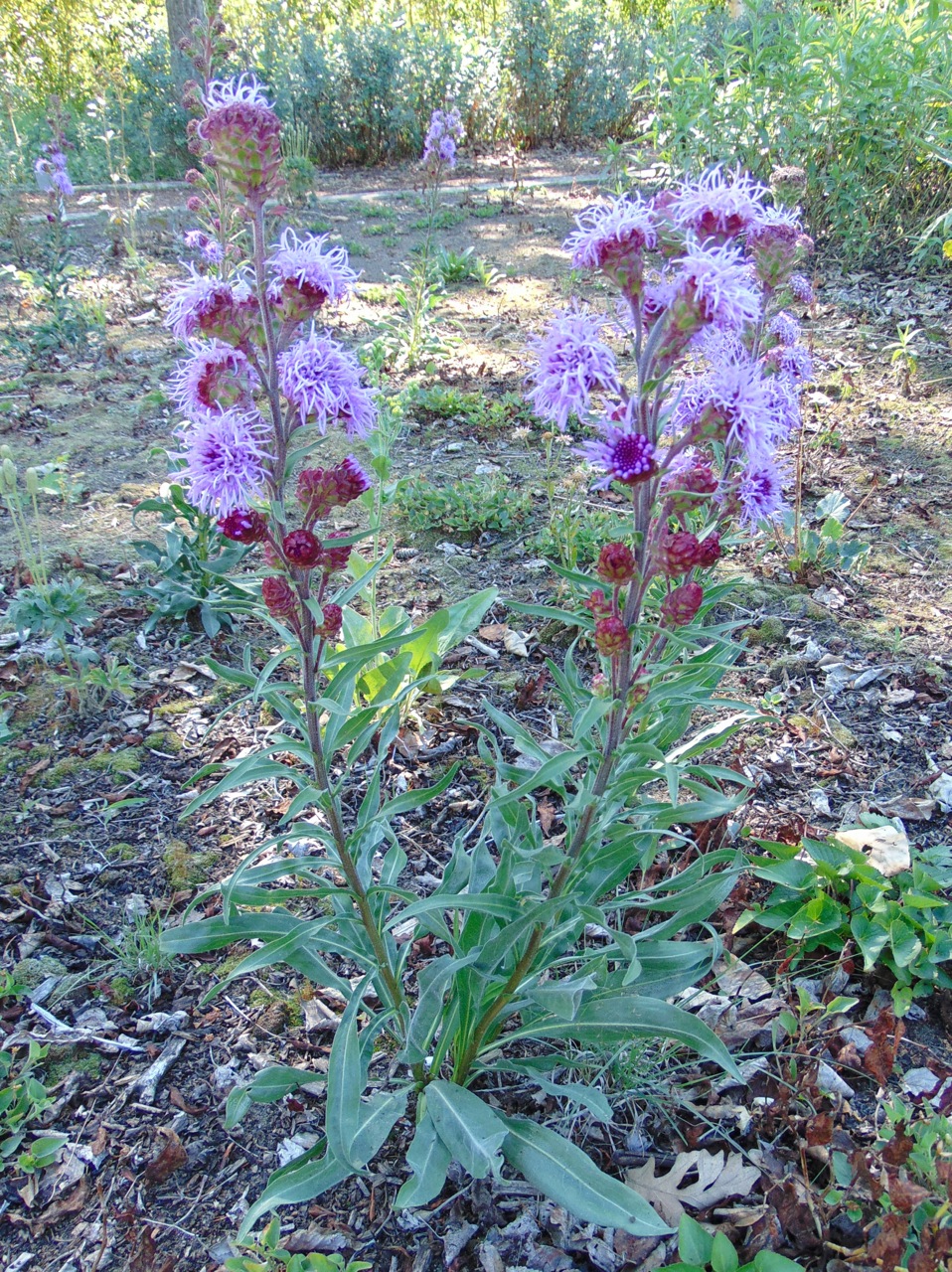 Liatris ligulistylis (Meadow Blazing Star) (alternate view 7)