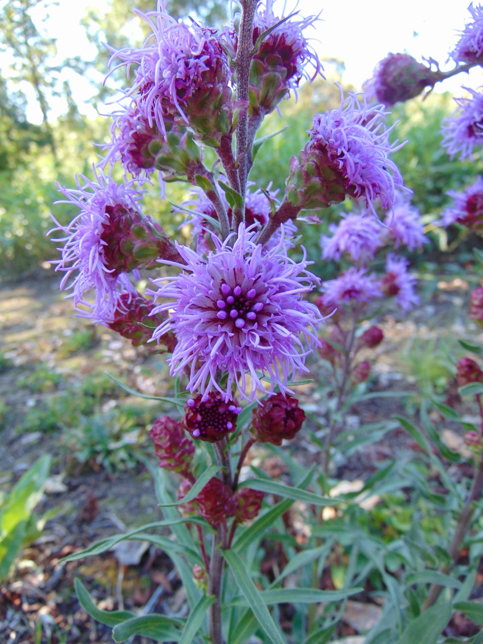 Liatris ligulistylis (Meadow Blazing Star) (alternate view 8)