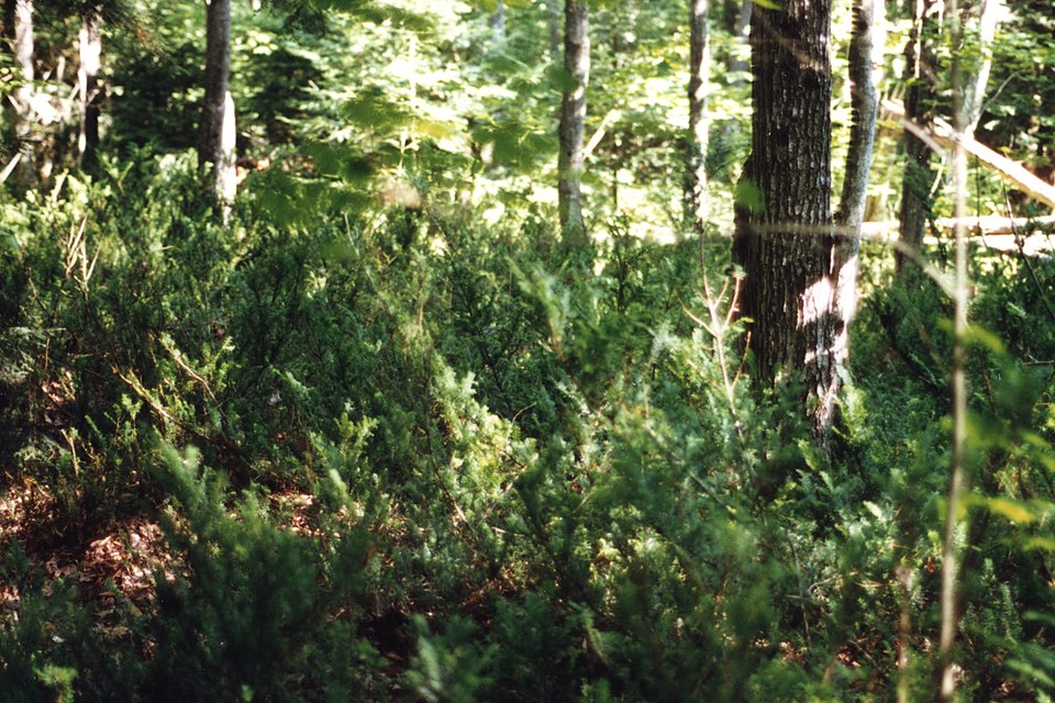 Taxus canadensis (Canada yew) (alternate view 9)