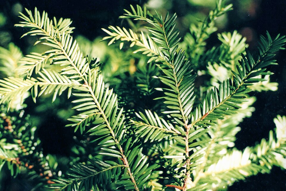 Taxus canadensis (Canada yew) (alternate view 10)