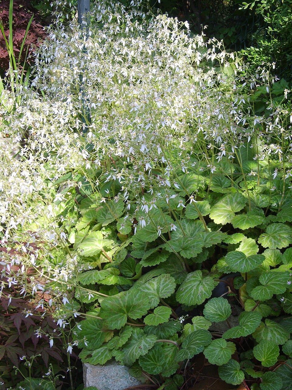 Saxifraga stolonifera (strawberry begonia) (alternate view 6)