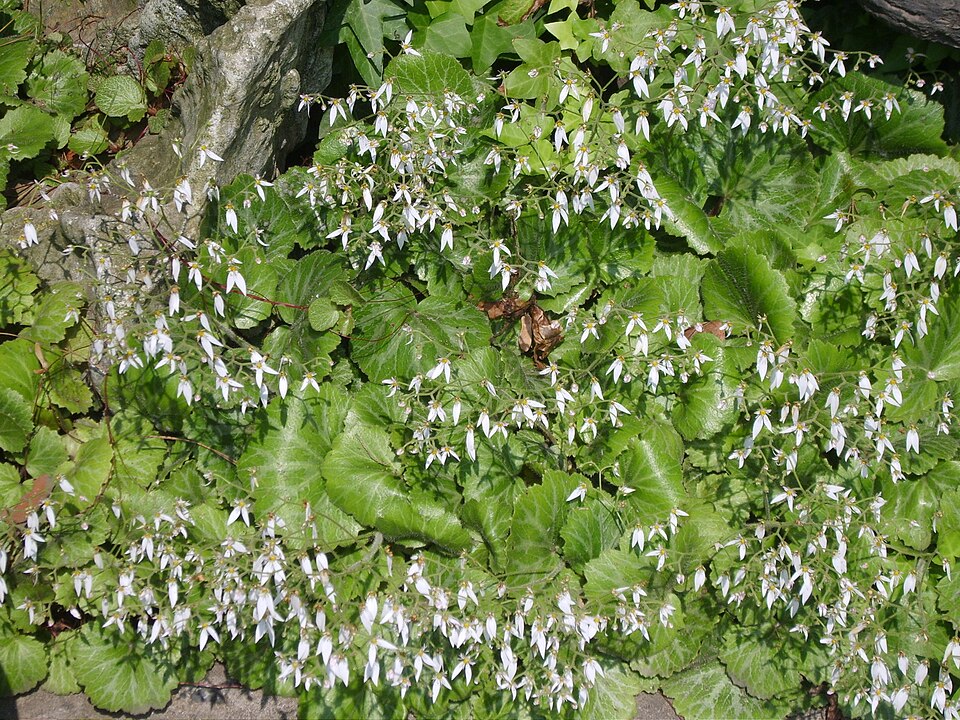 Saxifraga stolonifera (strawberry begonia) (alternate view 7)
