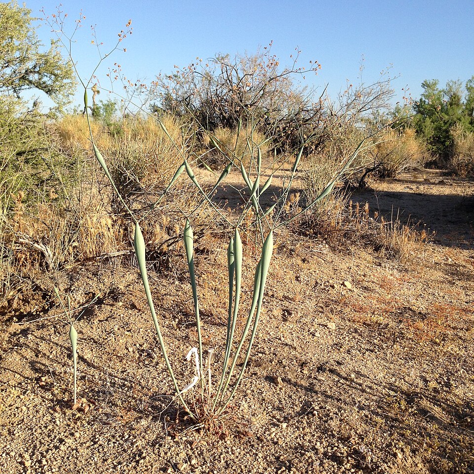 Eriogonum inflatum (Desert Trumpet) (alternate view 7)