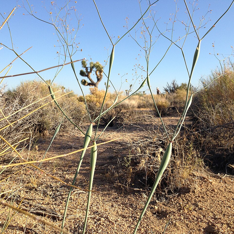 Eriogonum inflatum (Desert Trumpet) (alternate view 8)