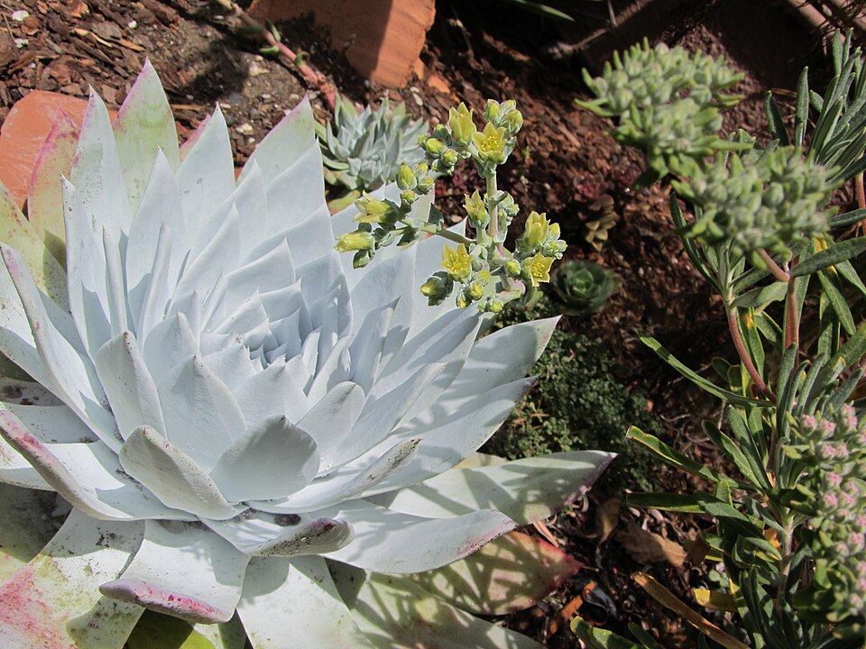 Dudleya farinosa (Bluff Lettuce) (alternate view 10)