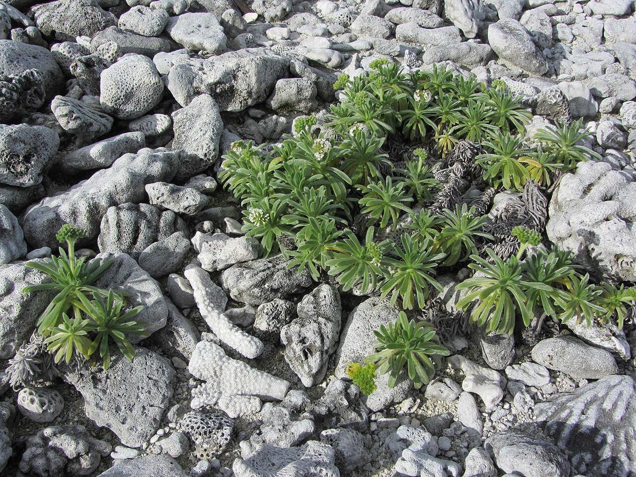 Heliotropium anomalum, Hinahina — spreading evergreen (Boraginaceae) (image 2 of 8)