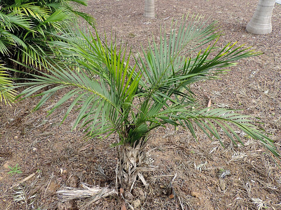 Chamaedorea cataractarum (Cat Palm) (alternate view 8)