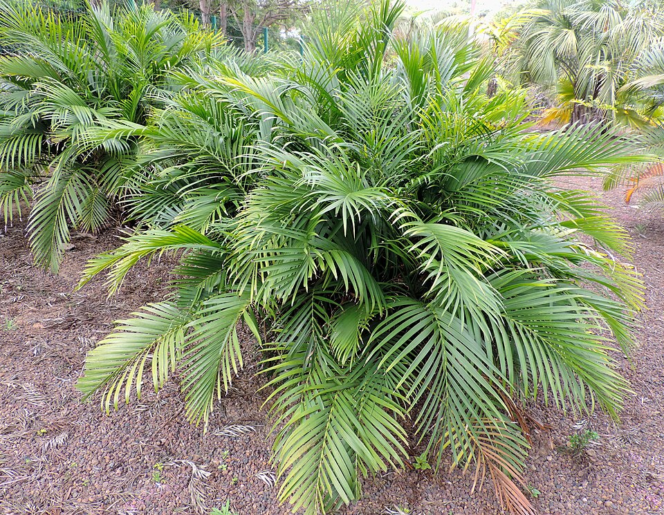 Chamaedorea cataractarum (Cat Palm) (alternate view 9)