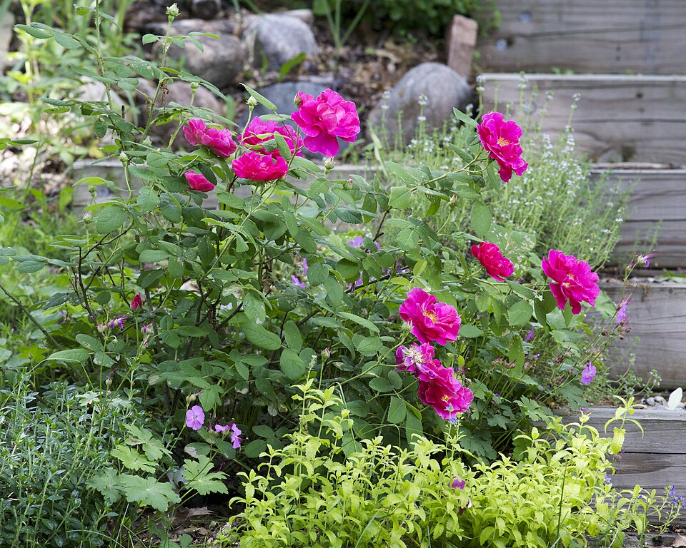 Rosa gallica var. officinalis (apothecary's rose) (alternate view 5)