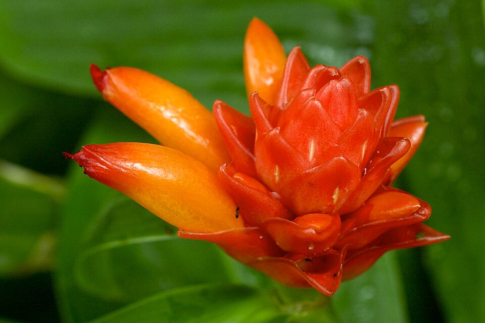 Costus (spiral gingers) (alternate view 6)