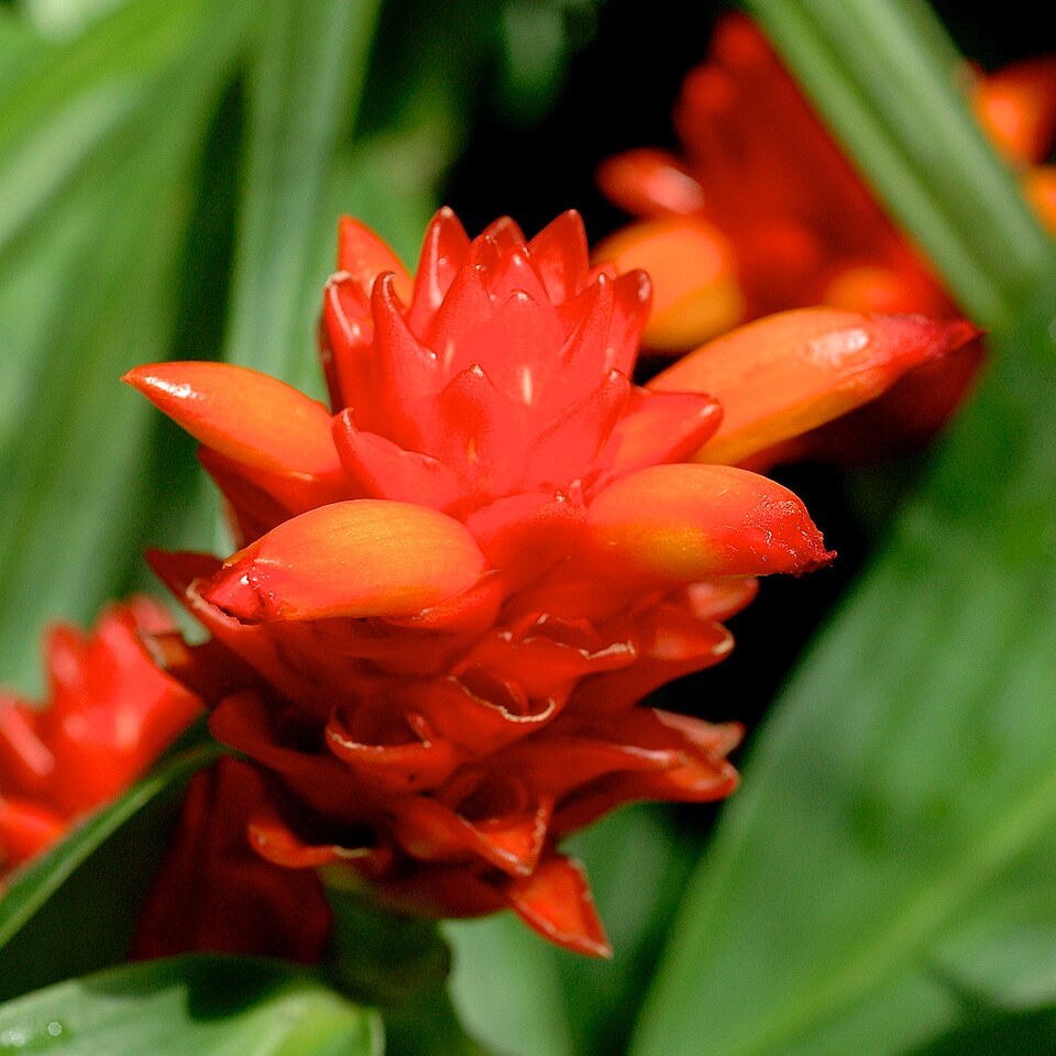 Costus (spiral gingers) (alternate view 7)