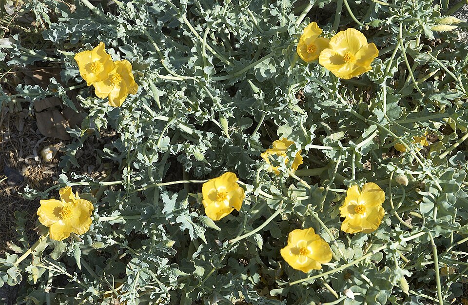 Glaucium flavum (Yellow Horned Poppy)