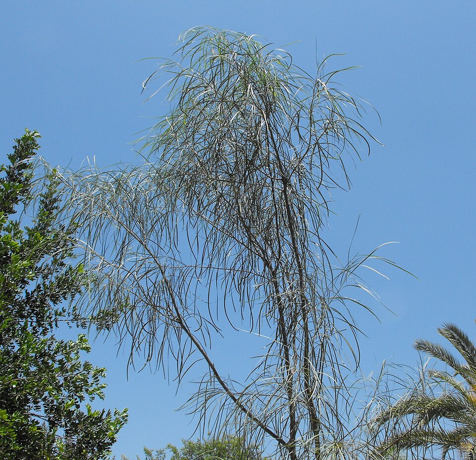 Acacia stenophylla (alternate view 7)